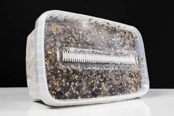 @@lang_pl_begin@@Od growkitu do pozytywnych zmian osobowości – jak grzyby typu Psilocybe cubensis pomogły znanym osobom na całym świecie@@lang_pl_end@@